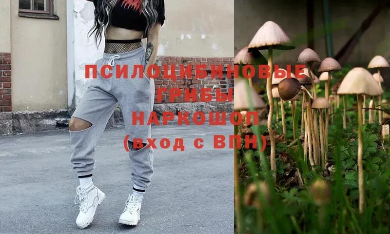 как найти закладки  Белоусово  Псилоцибиновые грибы Cubensis 